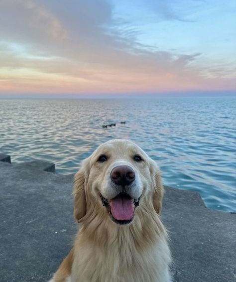 Golden Retriever Colors, Wholesome Dog, Perros Golden Retriever, Seaside Sunset, Cute Dogs Images, Really Cute Puppies, Cute Dog Photos, Cute Animals Puppies, Dogs Cute