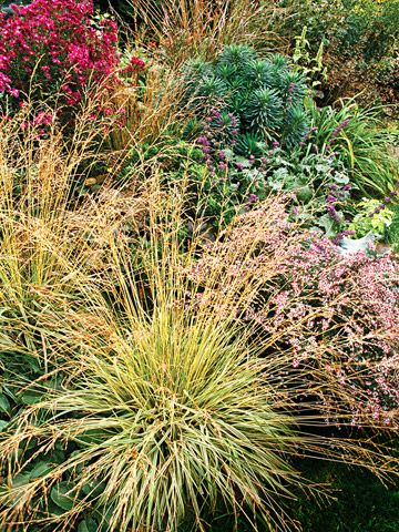 Tuffed Hairgrass, native to pacific NW. Love the modern landscaped lawn, with minimal grass to mow! From Better Homes and Gardens. Miscanthus Sinensis Gracillimus, Cortaderia Selloana, Northwest Garden, Long Blooming Perennials, Drought Tolerant Perennials, Grasses Landscaping, Miniature Plants, Have Inspiration, Flowering Shrubs