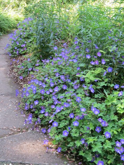 Mount Stewart, Blue Geranium, Fake Candles, Stone Path, Window Boxes, National Trust, Gardening Ideas, Tropical Plants, Wisteria