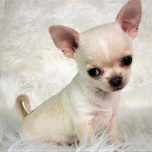 Browse the widest, most trusted source of Chihuahua puppies for sale. Search by desired gender, age, and more at PuppySpot.com. Chiuahaha Puppies, Teacup Chihuahua Puppies For Sale Near Me, Chihuahua Puppies For Sale Near Me, Teacup Puppies For Sale Near Me Cheap, Puppies For Sale Near Me Free, Cute Chihuahua Puppies, Fluffy Chihuahua, Chiwawa Chihuahuas, Anjing Chihuahua