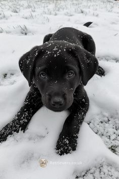 Puppy Labrador Black, Black Lab In Snow, Puppy Black Labrador, Black Labrador Puppy Cute, Black Labs Puppy, Puppy Black Lab, Black Puppy Aesthetic, Black Labrador Aesthetic, Black Lab Aesthetic