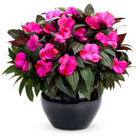 Infinity® Blushing Lilac - New Guinea Impatiens - Impatiens hawkeri | Proven Winners New Guinea Impatiens, Impatiens Plant, Proven Winners Plants, Perennial Shrubs, Proven Winners, Lavender Plant, Landscape Features, New Guinea, Plant Needs