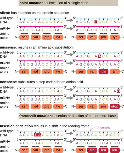 Mutation Notes, Mutations Biology, Microbiology Study, Point Mutation, Dna Project, Radical Expressions, Education Templates, College Organization, Kate Bush