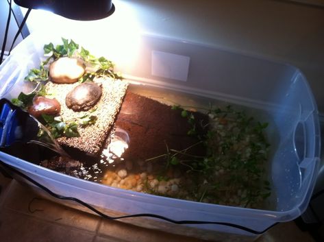 DIY TURTLE HABITAT USING A CLEAR PLASTIC TOTE, DIY LOW COST TURTLE TANK.  http://www.turtleforum.com/forum/upload/index.php?/forums/topic/149024-plastic-tubs-as-tanks/ Turtle Tub, Aquatic Turtle Habitat, Pet Turtle Care, Red Ear Turtle, Tortoise Cage, Turtle Tank Setup, Turtle Enclosure, Turtle Terrarium, Red Eared Slider Turtle