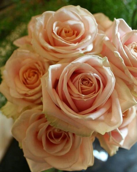 Pearl Avalanche roses I love Rustic Italian Wedding, Memory Garden, Flower Varieties, Bridesmaids Bouquet, Prettiest Bouquet, Rustic Italian, Bridesmaids Bouquets, Pastel Roses, Memorial Garden