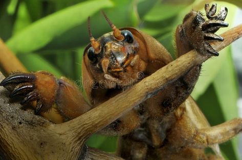 Mole Cricket - Gryllotalpa. Mole cricket (Gryllotalpa gryllotalpa) on a ree bran #Sponsored , #Sponsored, #AD, #Cricket, #ree, #bran, #Gryllotalpa Mole Cricket, Cool Bugs, Creepy Crawlies, Arthropods, A Bug, Arachnids, Creature Design, Mole, Animal Drawings