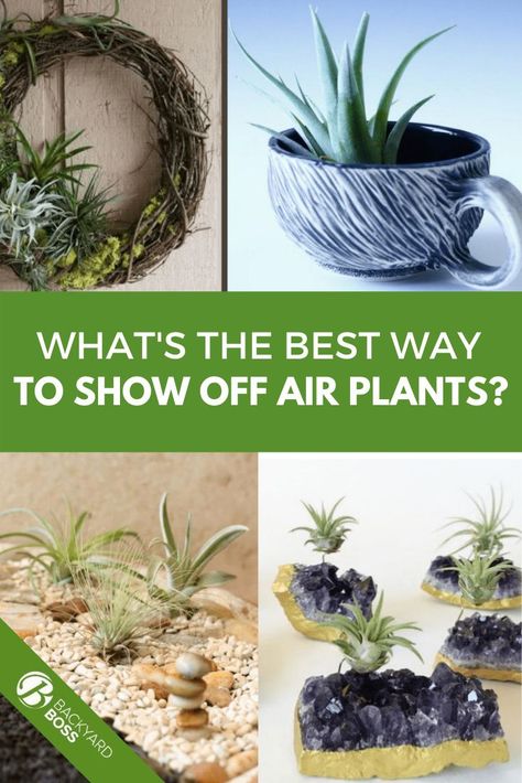 Air Plant Arrangements, How To Display Air Plants Ideas, Decorating With Air Plants, Care For Air Plants, Air Plant Containers, Bathroom Air Plants, Air Plant Care Instructions, How To Display Air Plants, Air Plant Display Ideas Unique