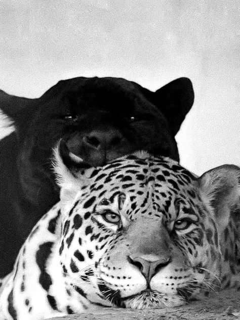 Yin Yang Safari Wallpaper, Black And White Posters, Black And White Aesthetic, Leopards, Animal Wallpaper, White Photo, Black Panther, Big Cats, Spirit Animal