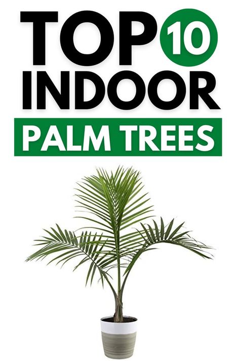 Palm Indoor Plant Living Rooms, Indoor Palms Plants, House Palm Tree Plants, Palm Tree Care Indoor, Palm Tree House Plant, Palm Tree Indoor Plant, Types Of Palm Plants, Palms In Pots, Bamboo Palm Indoor