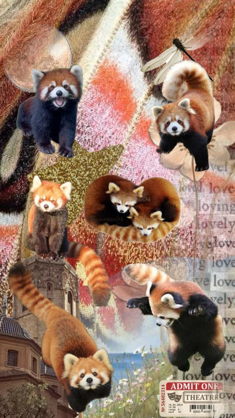 Redpandas Wallpaper, Red Panda Background, Panda Phone Wallpaper, Panda Background, Red Pandas, Fashion Mood Board, Wallpaper For Your Phone, Red Panda, Phone Wallpaper