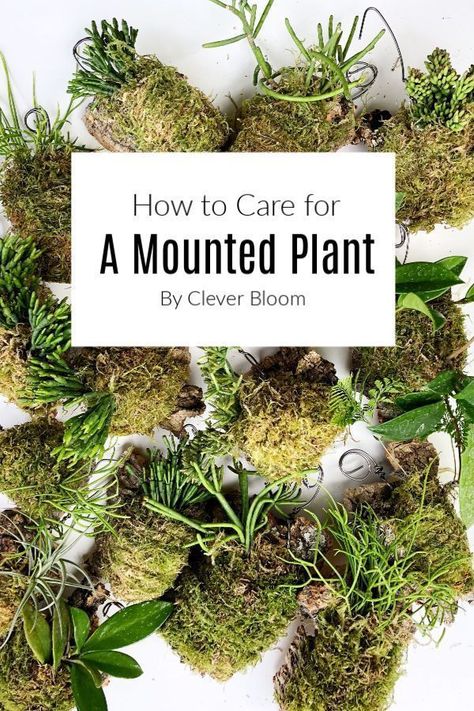 Learn how to take care of your mounted plants. Super easy and doesn't take a lot of time. #mountedplants #plantmounts #plantcare #epiphytes Mounted Plants, Flower Bookey, Moss Gardens, How To Grow Cactus, Flower Film, Plant Inspiration, Planter Project, Making Plant Pots, Little Buddha