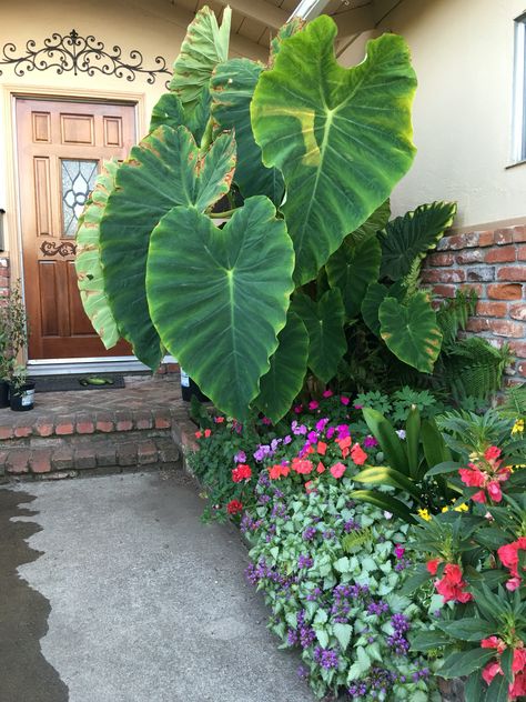 Dramatic effect with the Elephant Ears in planter. Tropical, plant, landscape… Elephant Ears Garden, Colocasia Plant, Elephant Ear Plant Care, Elephant Ear Plants, Shade Loving Plants, Tropical Tapestry, Elephant Plant, Plants Beautiful, Plant Landscape