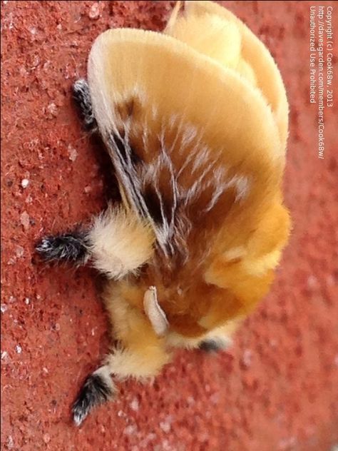 Southern Flannel Moth (Megalopyge opercularis) Southern Flannel Moth, Fuzzy Moth, Fluffy Moths, Flannel Moth, Colorful Moths, Cute Moth, Cool Insects, Moth Caterpillar, Cool Bugs