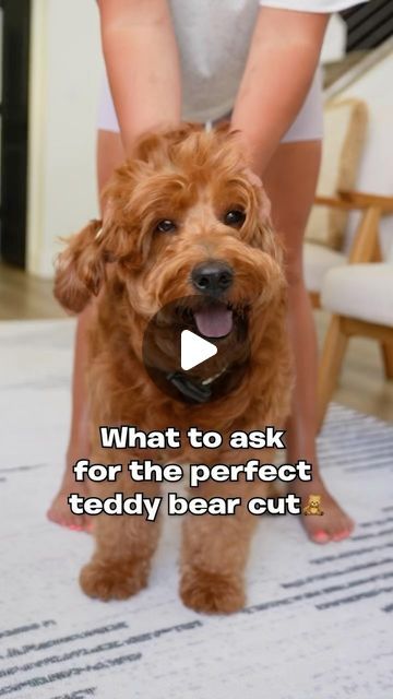 Utah Goldendoodles on Instagram: "What to ask your groomers for the perfect teddy bear cut!🧸✨✂️ #dogsofinstagram #goldendoodle #teddybearcut #groomers" Goldendoodle Face Trim, Teddy Bear Haircut Goldendoodle, Teddy Bear Cut Goldendoodle, Teddy Bear Haircut, Teddy Bear Goldendoodle, Goldendoodle Haircuts, Goldendoodle Grooming, Face Trimmer, Golden Doodles