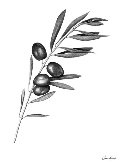 Olive Leaves Drawing, Olive Branch Drawing, Olive Tree Tattoos, Olive Tattoo, Olive Branch Tattoo, Branch Drawing, Olive Oil Brands, Leaf Tattoo, Branch Tattoo