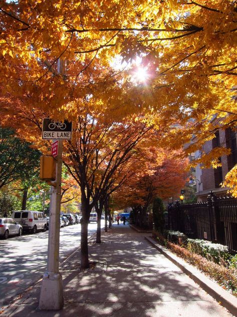 Fall Foliage 101: Why Some Autumns are More Colorful - Gardenista Street Trees Landscape, Zelkova Tree, Free Trees, Fall Walk, Sunny Garden, Garden Retreat, Dream Landscape, Trendy Plants, Street Trees