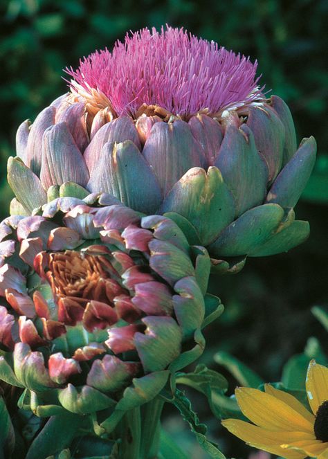 Blooming Artichoke, How To Grow Artichokes, Growing Artichokes, Artichoke Flower, Purple Thistle, Cactus Paintings, Perennial Vegetables, Garden Veggies, Veggie Garden