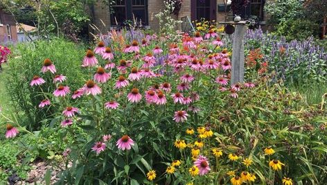 Native Flower Garden, Pollinator Garden Design, Native Plant Landscape, Flower Garden Ideas, Florida Native Plants, Prairie Planting, Prairie Flower, Prairie Garden, Native Plant Gardening