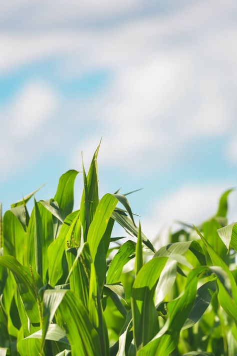 Corn Poster, Corn Painting, Agriculture Photography, Grass Background, Farm Photography, Agriculture Farming, Blue Sky Background, Cute Instagram Pictures, Seed Company