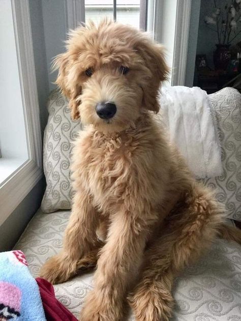 Dream Doodle, Goldendoodle Haircuts, Goldendoodle Grooming, Beautiful Pets, Bichon Frise Puppy, Golden Doodles, Puppy Grooming, Goldendoodle Puppies, Puppy Cut