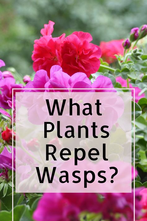 Discover natural solutions! Explore plants known to repel wasps and keep your space free from these flying pests. Citronella Plant, Natural Repellent, Cucumber Plant, Garden Bugs, Bees And Wasps, Pitcher Plant, Flower Names, Different Plants, Growing Indoors