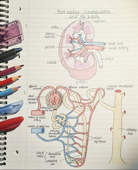 Kidney Diagram Anatomy, Biology Diagrams Anatomy And Physiology, Osmoregulation Notes, Kidney Drawing, Kidney Anatomy, Biology Drawing, Anatomy Notes, Biology Diagrams, Medical Drawings