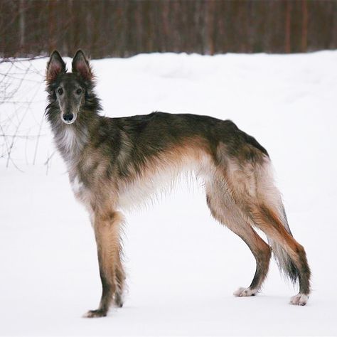 Bon Zoi’z Christmas Cupid ”Haru” 15 months. #silkenwindhound #sighthounds #silkkivinttikoira #sighthound #longboi Pretty Dog Pictures, Weird Dog Breeds, Silken Windhound Puppy, Windhound Silken, Dog Reference Photo, Cool Dog Breeds, Deer Hound, Dog Fursona, Sighthound Art