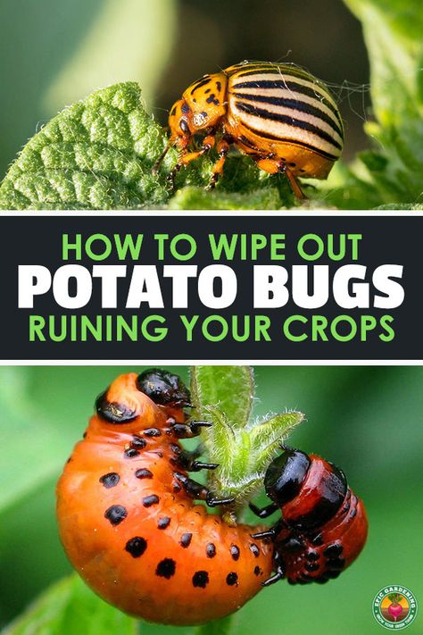 The potato bug, also called the Colorado potato beetle (Leptinotarsa decemlineata), is a very common agricultural pest. Many have bemoaned the day that these pesky little bugs appear in their garden. But there's ways to wipe them out! Today I'm going to tell you everything you need to know about the potato bug and how to get rid of them when they appear.     via @epicgardening Potato Beetle, Potato Barrel, Potato Bugs, Epic Gardening, Vegetables Growing, Grow Potatoes, Modern Homestead, Planting Potatoes, Homestead Ideas