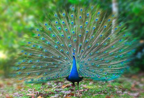 30 Beautiful Peacock Photos and White Peacock Pictures - part 2 | Read full article: http://webneel.com/peacock-photos-white-2 | more http://webneel.com/photography | Follow us www.pinterest.com/webneel Elephant India, Indian Peacock, Peacock Photos, Peacock Wallpaper, Peacock Pictures, Wildlife Protection, White Peacock, Most Beautiful Birds, National Symbols