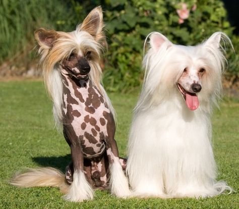 Chinese Crested Chinese Crested Puppy, Chinese Crested Hairless, Chinese Crested Powder Puff, Dog Sunscreen, Loyal Dog Breeds, Most Expensive Dog, Chinese Dog, Expensive Dogs, Hairless Dog