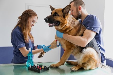 Download this Free Photo | Close-up doctor checking small cat Dog Doctor, Doctor Help, Animal Doctor, Sick Dog, Vet Clinics, Veterinary Hospital, Animal Crafts For Kids, Veterinary Clinic, Big Dog