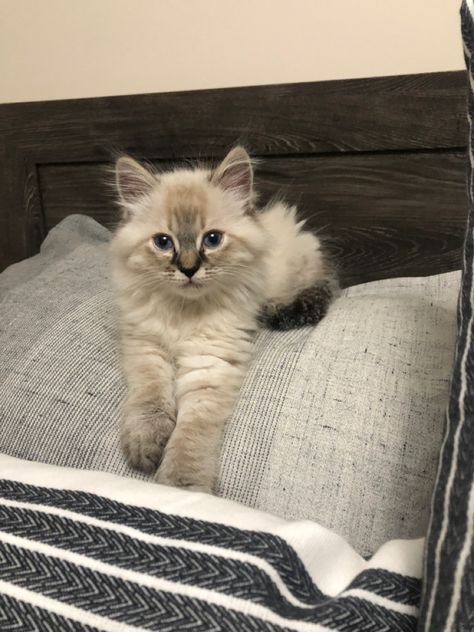 Comfy white rag doll kitten long hair sitting on a pillow. Long Hair Kittens, Lynx Point Ragdoll, Rag Doll Kittens, Rag Doll Cats, Long Haired Kittens, Toyger Cat, Cat Enrichment, Anthropomorphic Characters, Ragdoll Kittens