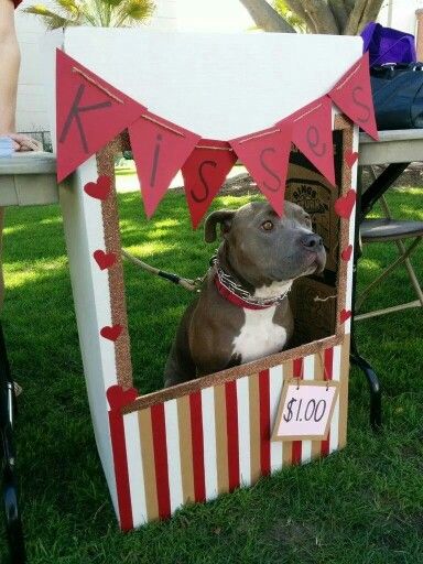 Animal Shelter Fundraiser, Valentines Photo Booth, Modern Pet Furniture, Dog Friendly Backyard, Pet Parade, Dog Calendar, Craft Booth Displays, Valentines Day Dog, Dog Photoshoot