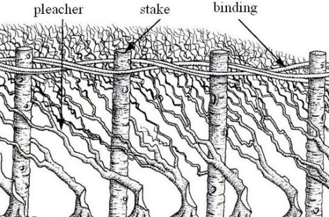 image Dwelling Architecture, Hedge Laying, Garden Hardscape, Hardscape Ideas, Living Fence, British Garden, Land Management, Outdoor Hunting, Side Yard