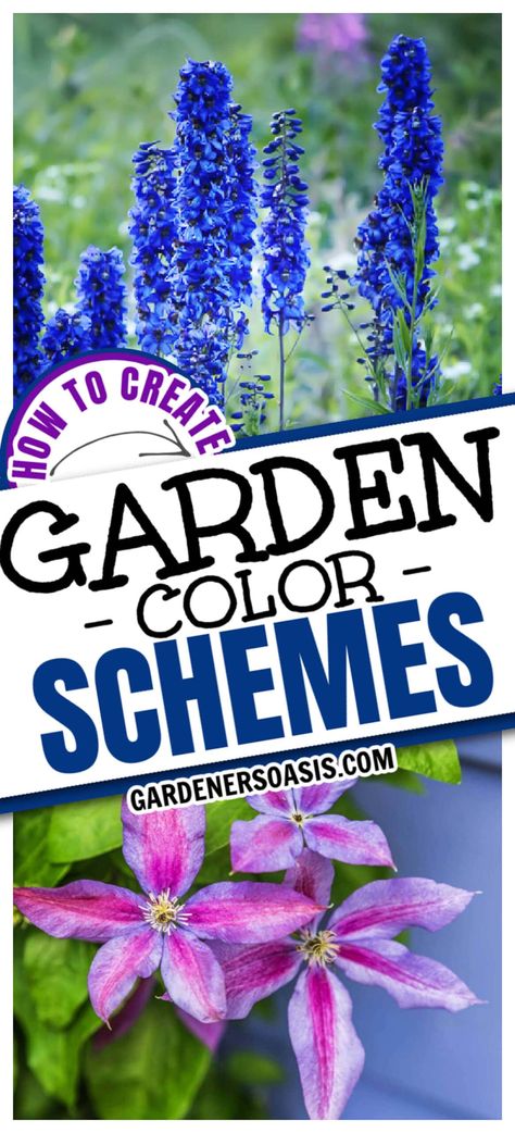 Garden Color Schemes (How To Create Gorgeous Garden Color Combinations) | Gardening Flower Color Schemes, Garden Color Combinations, White Flowering Shrubs, Full Sun Plants, Blue Hibiscus, The Color Wheel, Perennial Shrubs, Patio Garden Design, Covered Garden