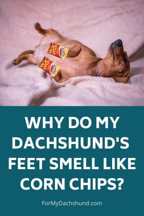 Do your Dachshund's feet smell like corn chips? Find out why they smell like Fritos, how to minimize it if it grosses you out, and when you should take your dog to the vet. Dog Smells Like Corn Chips, Dogs Feet Smell Like Fritos, Dachshund Personality, Dachshund Breed, Dog Smells, Long Haired Dachshund, What Dogs, Pet Shampoo, Dog Health Care