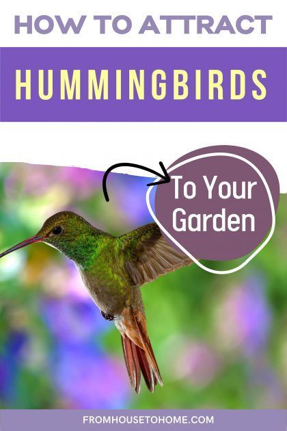 How To Attract Hummingbirds To Your Garden | Want to attract hummingbirds to your garden? Find out how to provide food, water and shelter that will get these pretty birds to visit your yard. | Gardening Tips Homemade Hummingbird Nectar, Diy Hummingbird Feeder, Attracting Hummingbirds, Red Hummingbird, Backyard Birds Sanctuary, Hummingbird Food, Hummingbird Plants, Attract Hummingbirds, Hummingbird Flowers