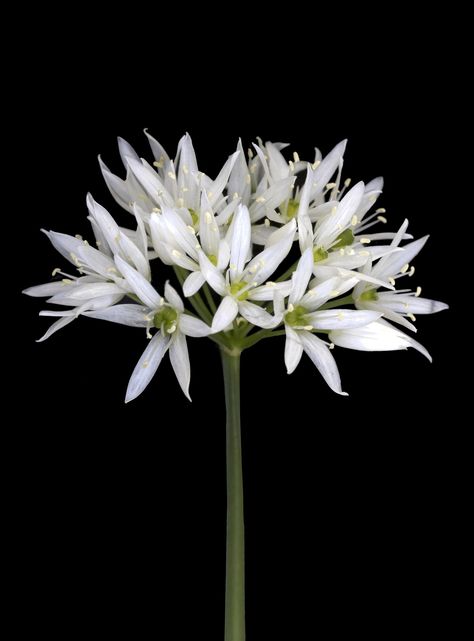 ˚Wild Garlic Wild Garlic Plant, Allium Ursinum, Garlic Flower, Flower Varieties, Wild Garlic, Flower Photos, Dracula, Flowers Photography, In The Dark