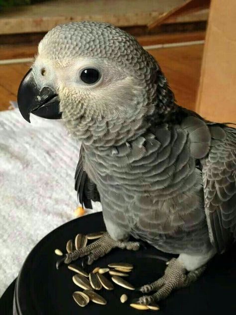 Baby African Greys are the cutest baby birds ever. 🥰 #parrots Congo African Grey, Parrot Pet, Grey Parrot, Birds Parrots, Funny Parrots, African Grey Parrot, African Grey, Parakeets, Parrot Bird