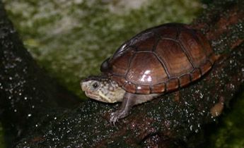 This is an eastern mud turtle. I like his chocolate colored shell. Thank you Savannah River Ecology Lab http://srelherp.uga.edu Mud Turtle, North American Wildlife, Boreal Forest, Types Of Fish, Arthropods, Amphibians, Sea Turtle, Ecology, Reptiles