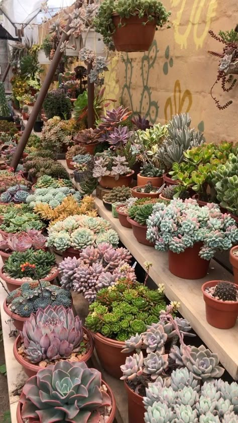 Succulents Aesthetic, Suculentas Ideas, Succulent Pots Diy, Suculent Plants, Kaktus Dan Sukulen, Succulent Garden Landscape, Balcony Gardening, Eco Garden, Potted Succulents