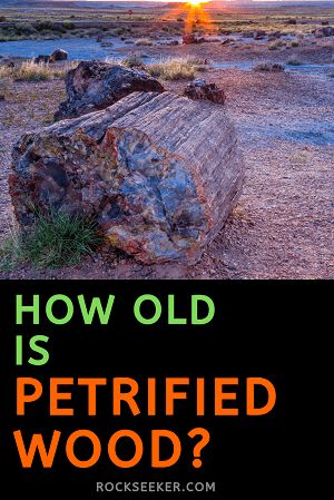 How old is petrified wood? This article will not only explain how old petrified wood is, but also how scientists know how to date fossils like petrified wood. #petrifiedwood #fossils #rockseeker Petrified Wood Decor, Rock Collection Display, Rarest Gemstones, Rock Identification, Agate Rocks, Petrified Forest National Park, Fossilized Wood, Fossil Hunting, Rocks And Fossils