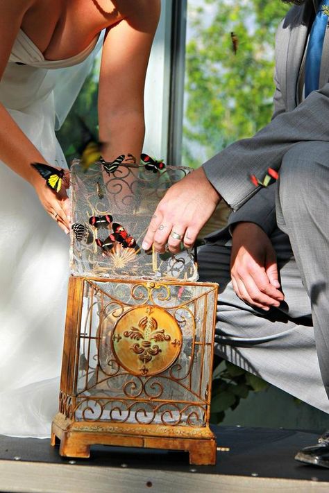 Butterfly Release Wedding, Butterfly Release, Butterfly Farm, Butterfly Pavilion, Wedding Sites, Offbeat Wedding, Pavilion Wedding, Wedding Spot, January 1st