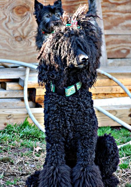 my heart dog. I love her beyond description. She is a standard poodle. they are not frou. she has dreadlocks called cords. Corded Poodle, Standard Poodle Haircuts, Poodle Haircut Styles, Brown Poodle, Black Standard Poodle, Poodle Hair, Poodle Haircut, Poodle Puppy Standard, Poodle Cuts