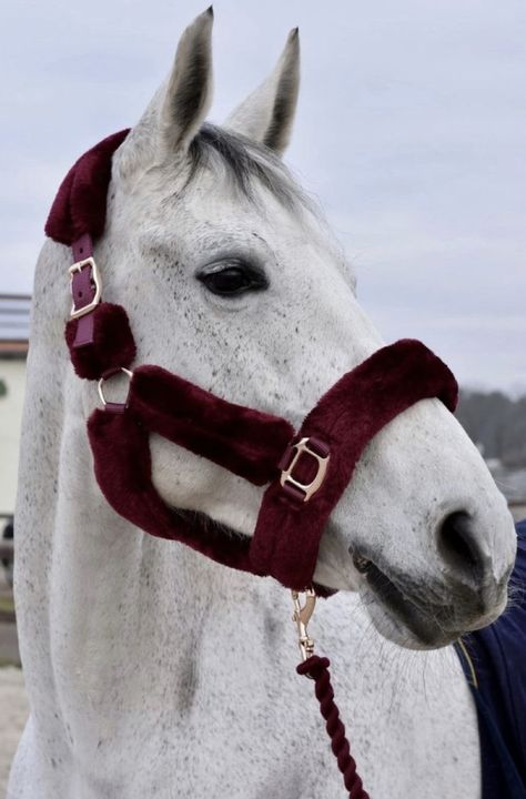 Horse Halters, Cute Horse Pictures, Barrel Racing Horses, Horse Riding Clothes, Horse Fashion, Lead Rope, Horse Gear, Horse Videos, Horse Accessories