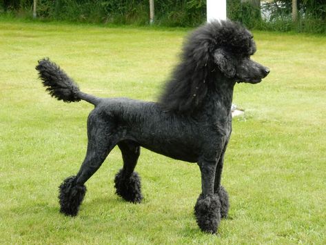 Poodle Mullet, Puppy Pampering, Poodle Styles, Poodle Hairstyles, Dog Hairstyles, Standard Poodle Grooming, Standard Poodle Haircuts, Poodle Haircuts, Poodle Hair