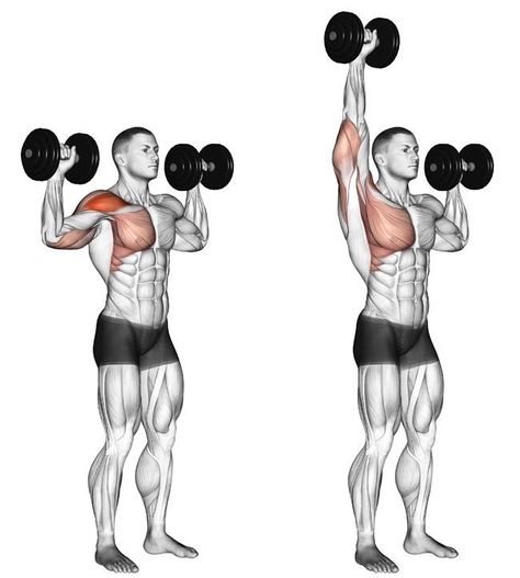 Dumbbell Chest Workout, Arm Training, Shoulder Exercises, Dumbell Workout, Arm Exercises, Fitness Routines, Exercise Routines, Trening Fitness, Overhead Press