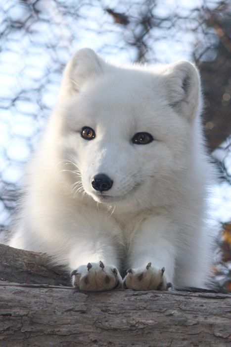 Ais a Fluffy Arctic Fox! Volpe Artica, Fuchs Baby, Fox Pups, Winters Tafereel, Albino Animals, Fox Pictures, Pet Fox, Arctic Animals, Arctic Fox