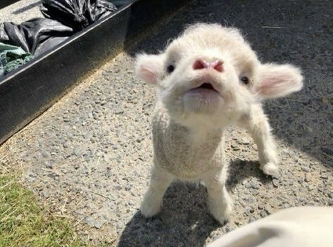 Cutee Animals, Cute Lamb, Cute Goats, Funny Animal Photos, Baby Goats, Super Cute Animals, Pretty Animals, Silly Animals, Cute Animal Photos