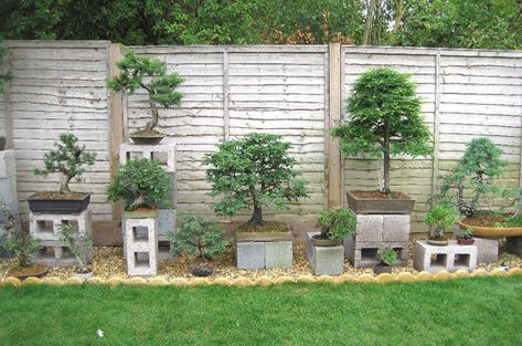 Love the economic idea for bonsai stands Bonsai Bench, Bonsai Display, Bougainvillea Bonsai, Flowering Bonsai Tree, Bonsai Tree Types, Beautiful Bonsai, Bonsai Techniques, Garden Goals, Mini Zen Garden